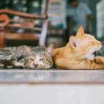 400+ Unique Names For Jellycats: Adorable & Creative Monikers