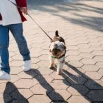 500+ Unique Names For Small Female Dogs: Petite & Memorable Monikers