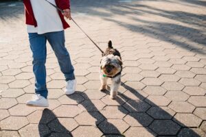 unique names for small female dogs
