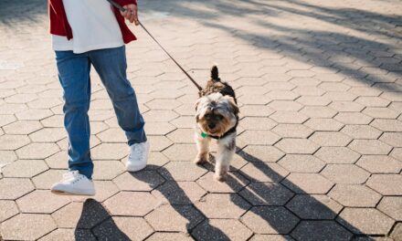 500+ Unique Names For Small Female Dogs: Petite & Memorable Monikers
