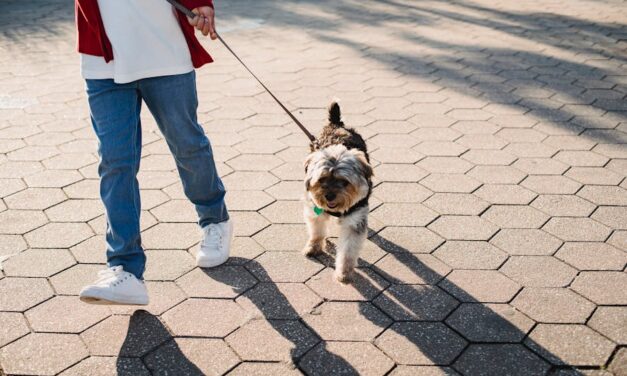 500+ Unique Names For Small Female Dogs: Petite & Memorable Monikers