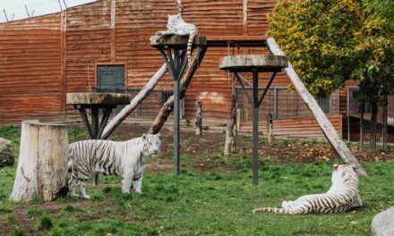 450+ Unique Names For White Tigers: Majestic & Rare Monikers