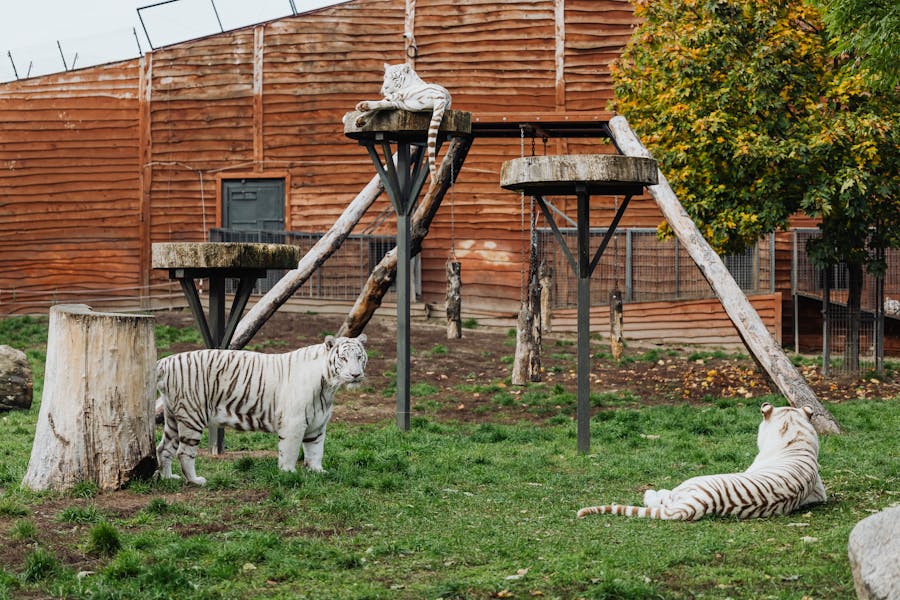 450+ Unique Names For White Tigers: Majestic & Rare Monikers